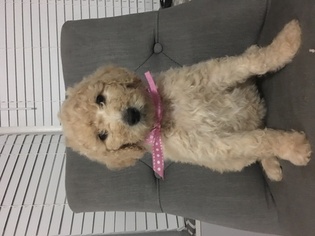 Goldendoodle-Poodle (Standard) Mix Puppy for sale in CARSON CITY, NV, USA