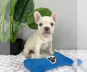 Vizsla Puppy for sale in FRANKLIN, IN, USA