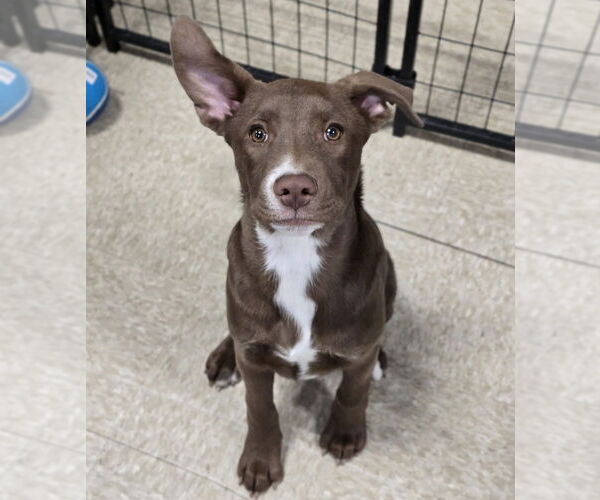 Medium Photo #9 Shepradors Puppy For Sale in Lakewood, CO, USA