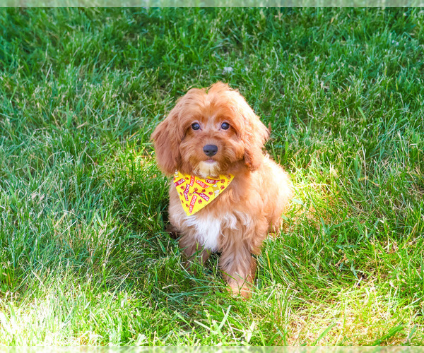 Medium Photo #4 Cavapoo (Miniature) Puppy For Sale in SYRACUSE, IN, USA