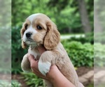 Small Photo #15 Cocker Spaniel Puppy For Sale in WITHEE, WI, USA