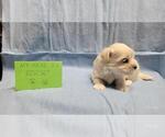 Small #1 Maltipoo