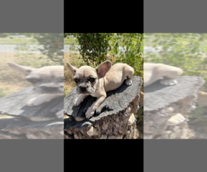 French Bulldog Puppy for Sale in SHERMAN, Texas USA