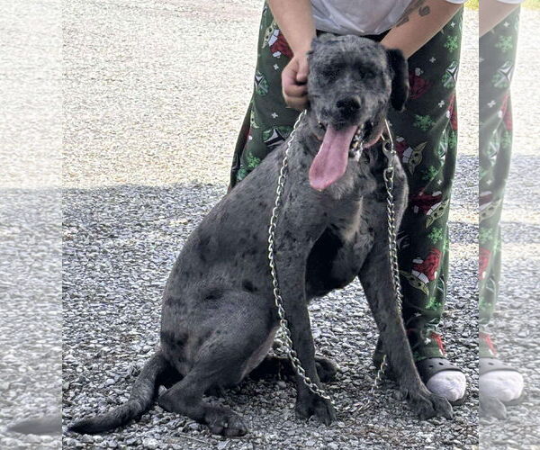 Medium Photo #3 Great Dane-Unknown Mix Puppy For Sale in Rustburg, VA, USA
