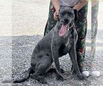 Small #2 Great Dane Mix