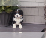 Puppy 4 Miniature Bernedoodle