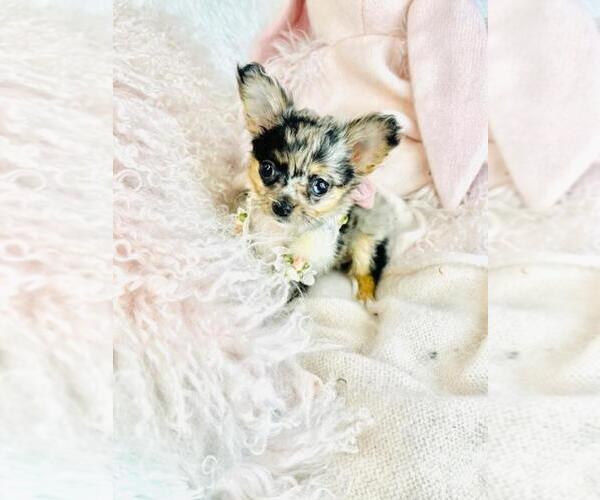 Medium Photo #5 Chihuahua Puppy For Sale in NAPLES, FL, USA