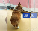 Small #2 Pembroke Welsh Corgi