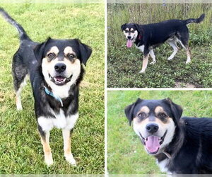English Shepherd-Siberian Husky Mix Dogs for adoption in Fort Wayne, IN, USA