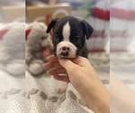 Small Photo #1 Boston Terrier Puppy For Sale in LIVINGSTON, TX, USA