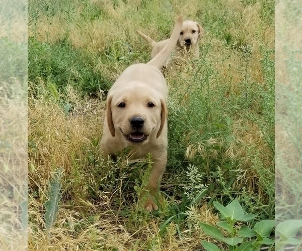 Medium Photo #2 Labrador Retriever Puppy For Sale in TWIN FALLS, ID, USA