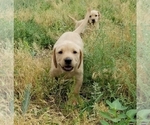 Small Photo #2 Labrador Retriever Puppy For Sale in TWIN FALLS, ID, USA