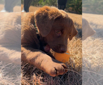 Puppy Willow Chesador