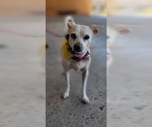 Jillie - Female Chihuahua-Unknown Mix Dog for Adoption - Photo #7