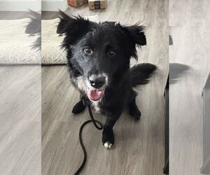 Border Collie-Unknown Mix Dogs for adoption in Sandy, UT, USA