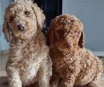 Small Photo #2 Poodle (Standard) Puppy For Sale in FENNVILLE, MI, USA