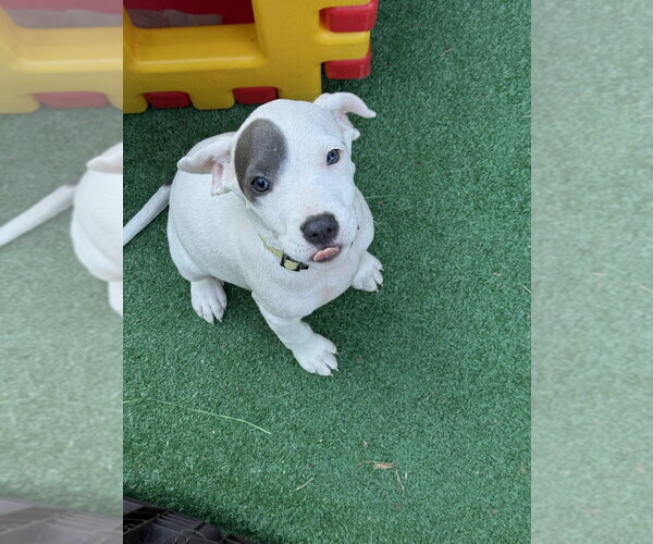 Medium Photo #10 Mutt Puppy For Sale in Wenonah, NJ, USA