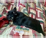 Small #2 French Bulldog