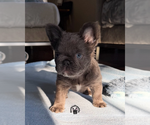 Small #1 French Bulldog