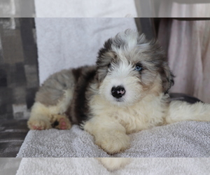 Aussiedoodle Miniature Puppy for sale in SHILOH, OH, USA