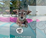 Lula - Female Chihuahua-Unknown Mix Dog for Adoption - Small photo