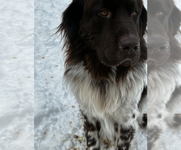 Medium Photo #1 Newfoundland Puppy For Sale in SAXTONS RIVER, VT, USA