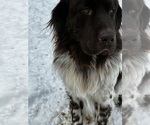 Small Photo #1 Newfoundland Puppy For Sale in SAXTONS RIVER, VT, USA