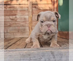 Small #1 English Bulldog