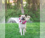 Small #3 German Shepherd Dog Mix