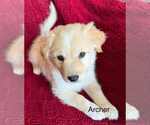 Small Great Pyrenees-Pug Mix