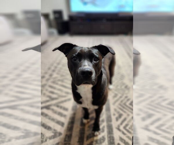 Medium Photo #32 American Staffordshire Terrier-Unknown Mix Puppy For Sale in Rosenberg, TX, USA