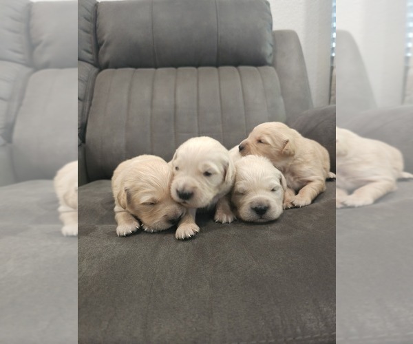 Medium Photo #9 English Cream Golden Retriever Puppy For Sale in ELVERTA, CA, USA