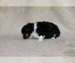 Small Photo #22 Chihuahua Puppy For Sale in HUDSONVILLE, MI, USA