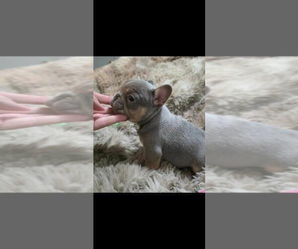 Medium Photo #5 French Bulldog Puppy For Sale in BOSTON, KY, USA