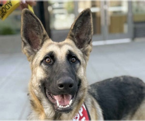 Medium German Shepherd Dog