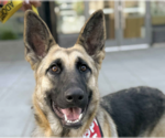 Small German Shepherd Dog