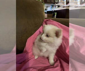 Pomeranian Puppy for Sale in VICTORIA, Texas USA