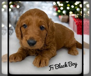 Goldendoodle (Miniature) Puppy for sale in ORANGE PARK, FL, USA