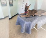 Small #2 German Shepherd Dog Mix