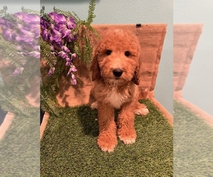 Double Doodle Puppy for sale in ROSEMEAD, CA, USA
