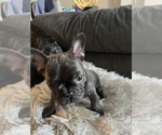 Puppy 2 French Bulldog