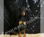 Small #4 Doberman Pinscher