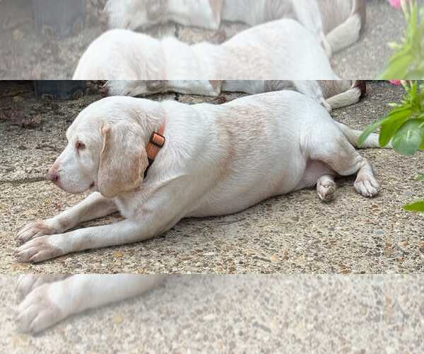 Medium Photo #10 Beagle Puppy For Sale in Dunnellon, FL, USA