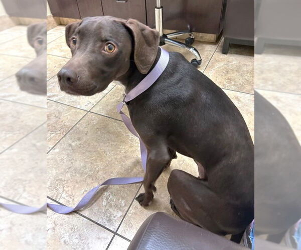 Medium Photo #2 Mutt Puppy For Sale in Boonton, NJ, USA