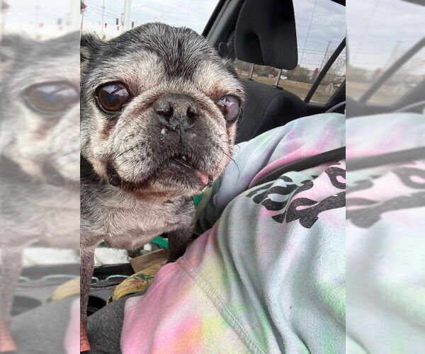 Medium Photo #2 Pug Puppy For Sale in Indianapolis, IN, USA