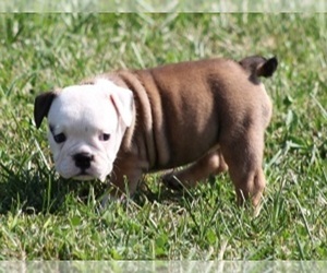 Bulldog Puppy for sale in MARSHFIELD, MO, USA