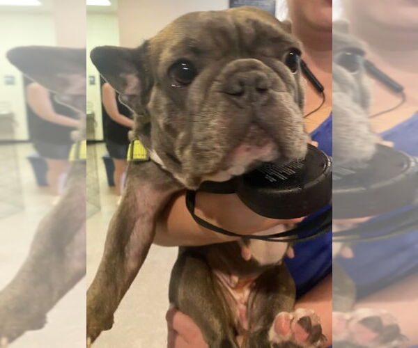 Medium Photo #14 French Bulldog Puppy For Sale in Sanford, FL, USA