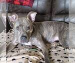 Small American Staffordshire Terrier Mix