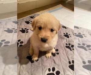 Golden Retriever Puppy for sale in CHATSWORTH, CA, USA