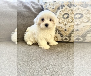 Medium Maltese-Maltichon Mix